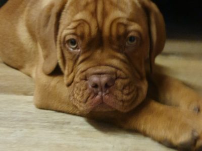 Dogue De Bordeaux Puppies ( French Mastiff )
