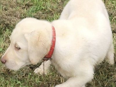 Labrador Golden Male Puppy For Sale