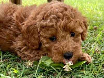 Gourgeous Cavoodles with health warranty !!!