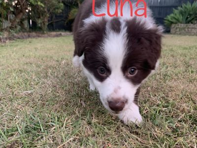 Adorable Border Collie Puppies For Sale