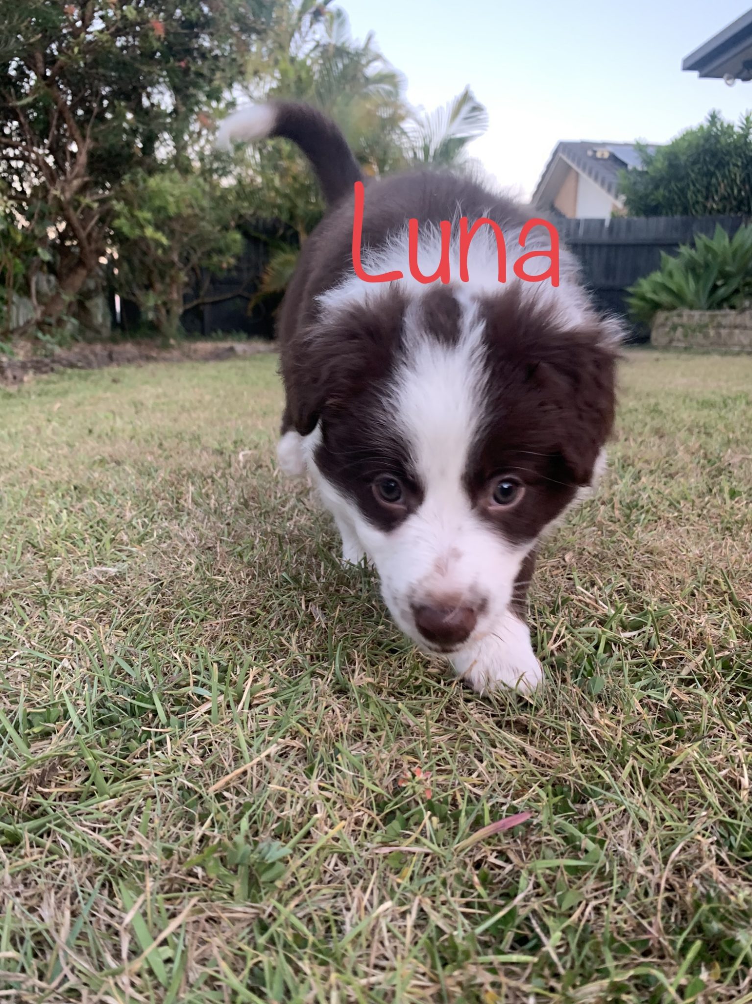 Adorable Border Collie Puppies For Sale