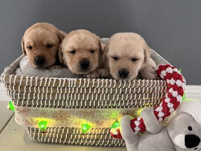 Labrador Puppies (purebred)