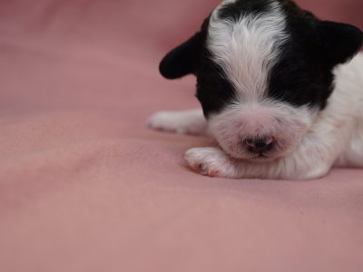 Maltichon X Toy Poodle puppies for sale