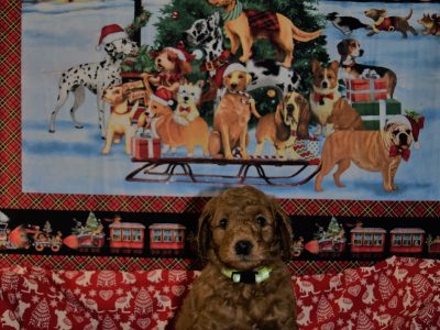 Labradoodles medium Dna tested parents