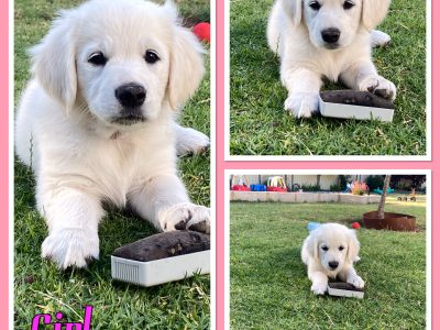 Purebred Golden Retriever Puppies – RPBA No. 10113