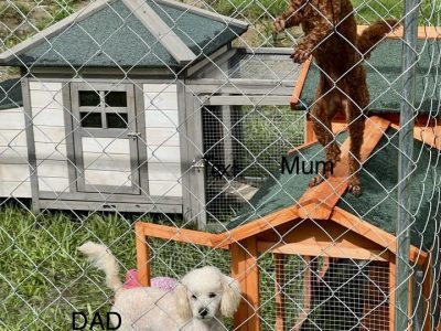 Beautiful Red minature purebred poodle for sale