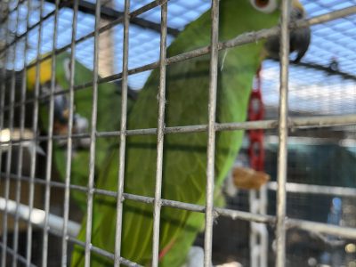 Breeding pair of yellow crowned amazons