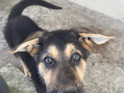 German Shepherd Puppies For Sale