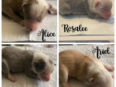Border collie Puppies Available