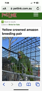Breeding pair of yellow crowned amazons