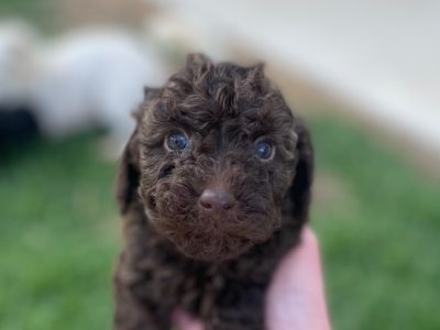 TOY CAVOODLE PUPPIES FOR SALE!