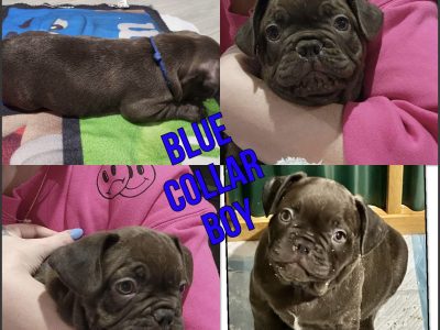 Beautiful Pure breed French bulldog puppies