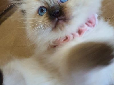 Pure bred Ragdolls 😻😺BOYS &GIRLS😻🐈😻🐈