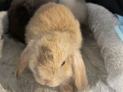 Long hair mini lop drop ears