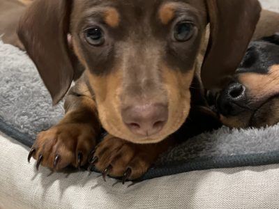 Mini dachshund puppies – Ready now – Sydney