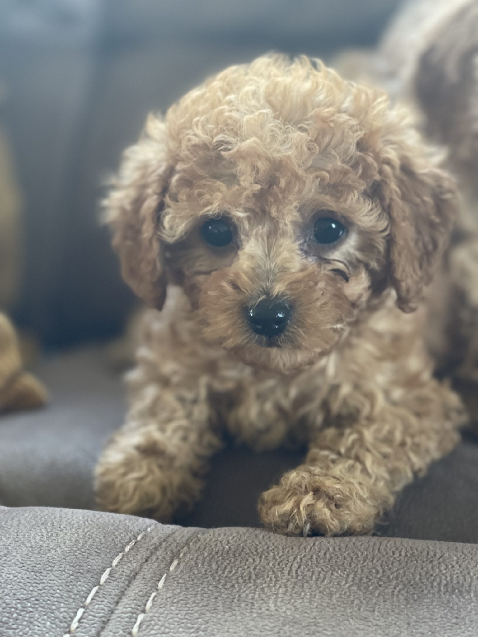 TOY CAVOODLE PUPPIES FOR SALE!