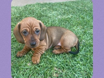 Mini Dachshund Puppies- Ready Now!