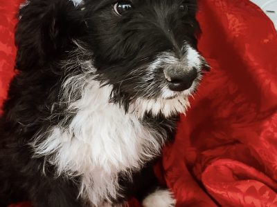 Beautiful F1 puppies available ready to go now!