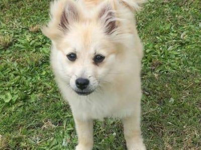 Gorgeous small Pure Breed Pomeranian Girl