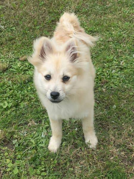 Gorgeous small Pure Breed Pomeranian Girl