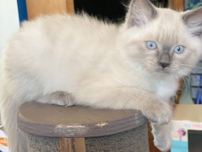 Ragdoll kittens – ready to go 22nd November