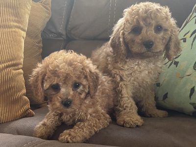 TOY CAVOODLE PUPPIES FOR SALE!