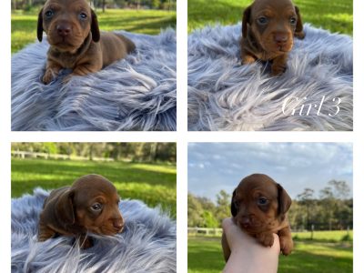 Purebred Miniature Dachshunds