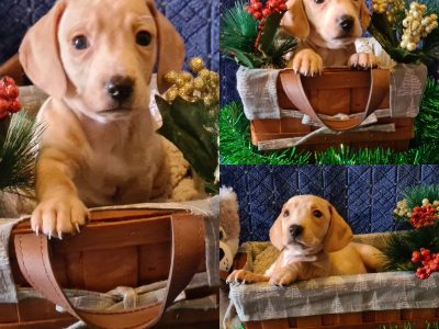 Miniature dachshunds