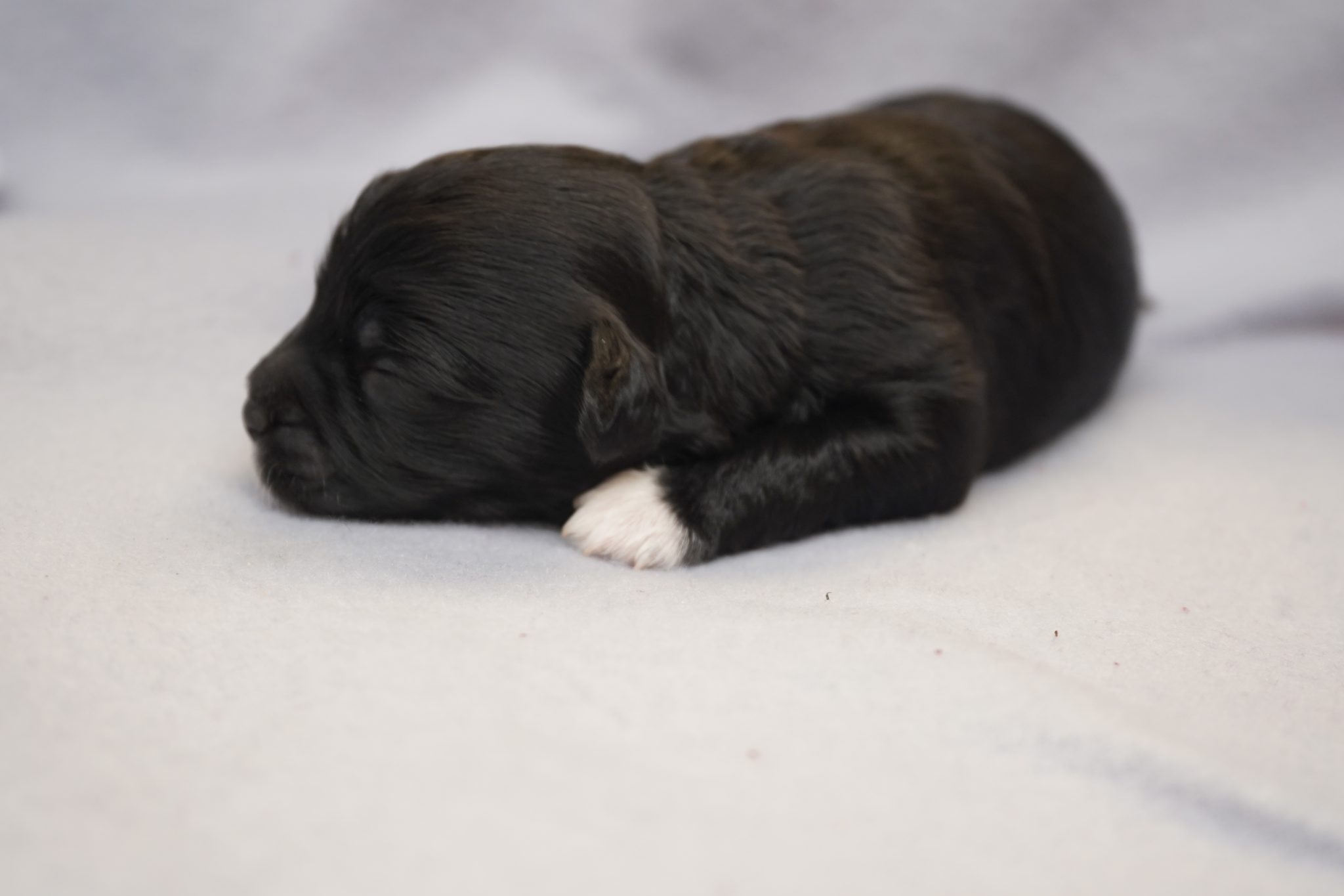 Maltichon X Toy Poodle puppies for sale
