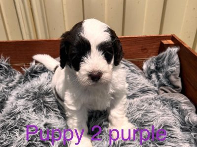Multi generation labradoodles