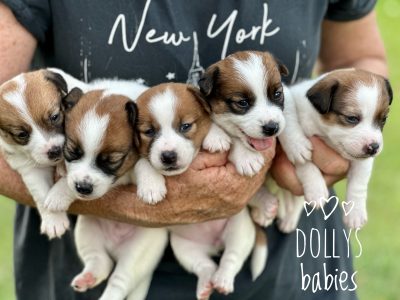 Smoothcoat Jack Russell Puppies