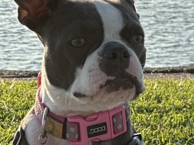 Luna needs a new home