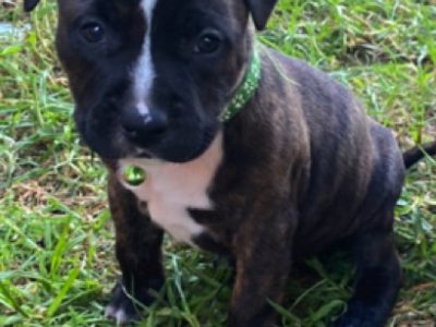 American Staffordshire Pups