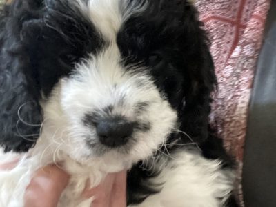F2F Cavoodle Puppies