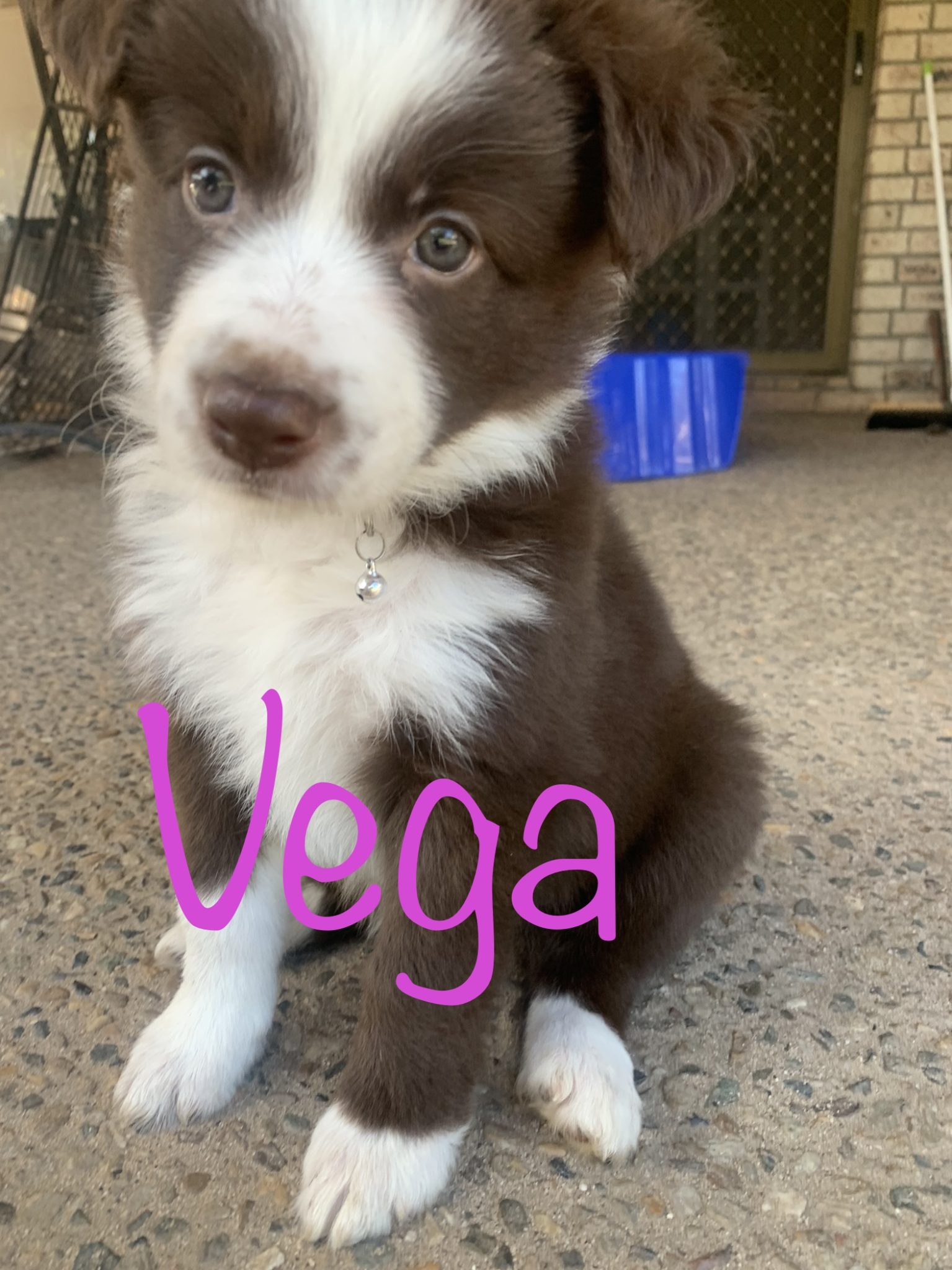 Adorable Border Collie Puppies For Sale
