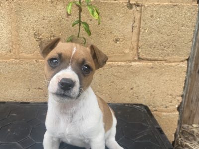 Jack Russell pups for sale