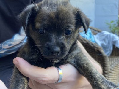 Malchi puppies for sale