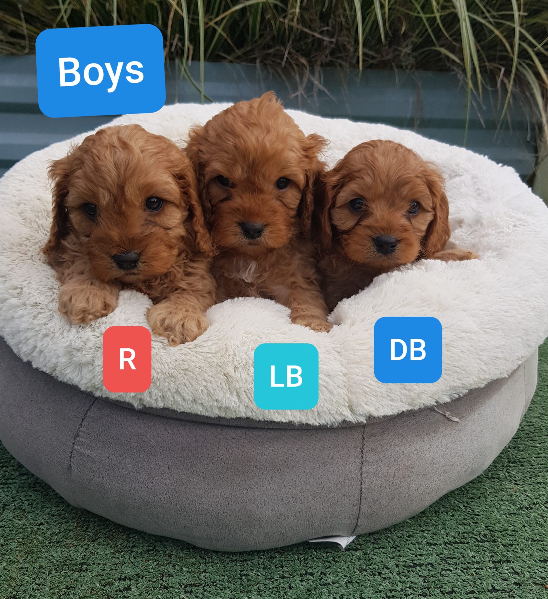 F1 Cavoodle Puppies NEED 💗HOMES