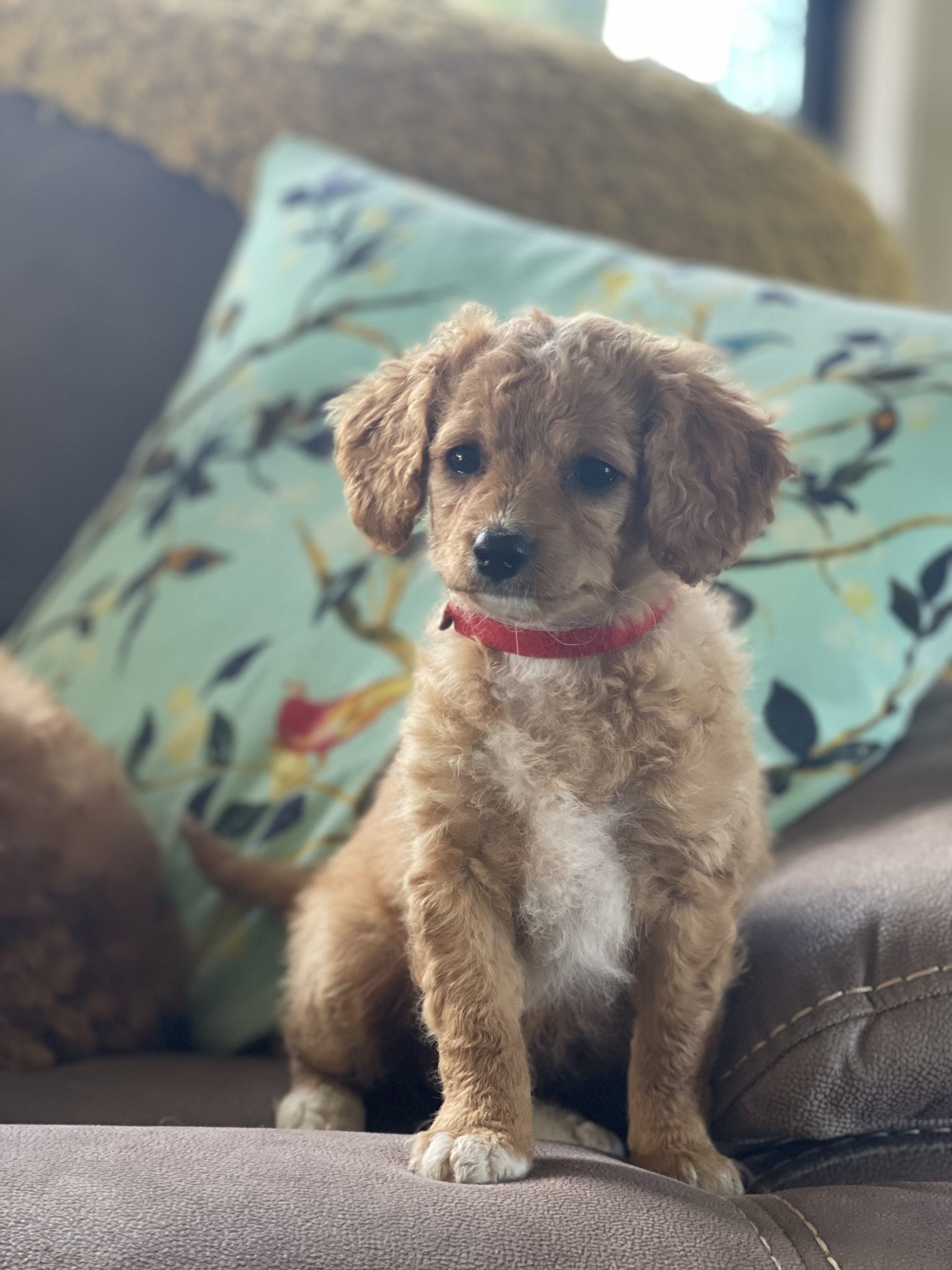 TOY CAVOODLE PUPPIES FOR SALE!