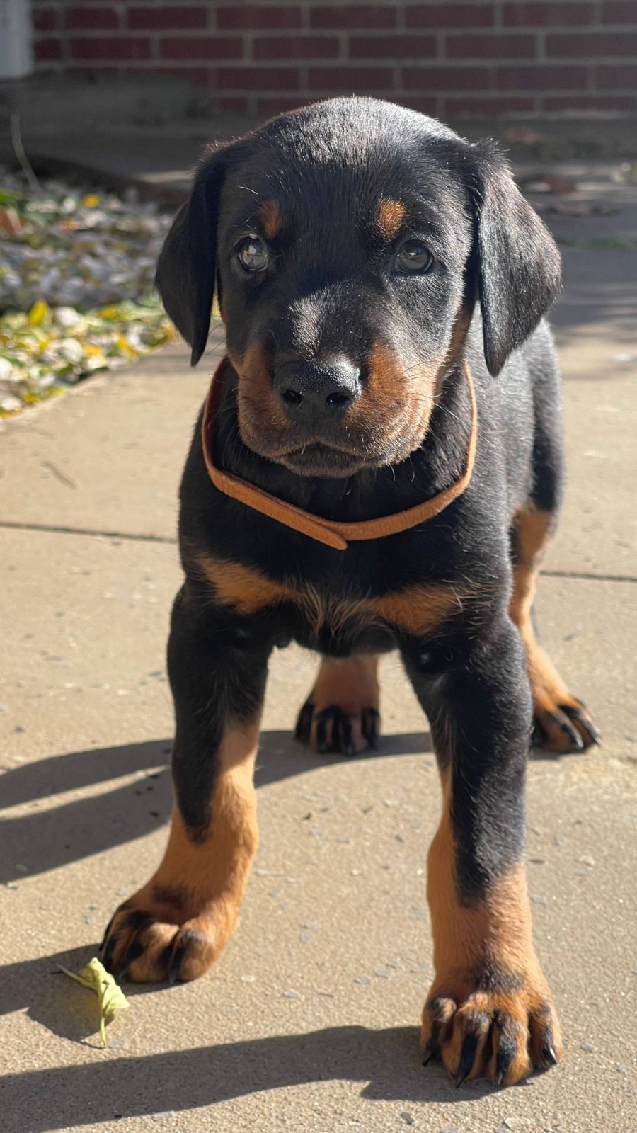 Purebred Doberman Puppies PetsForHomes