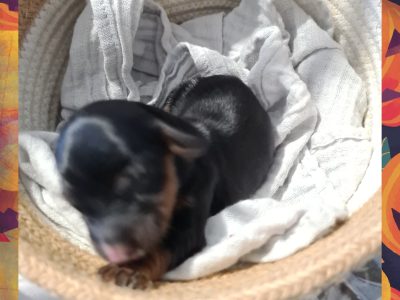 Minature Long Haired Chocolate and Black and Tan