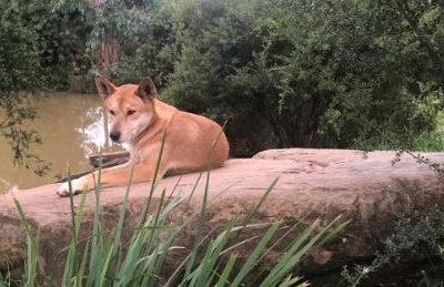 Dingo Hybrid – Courage