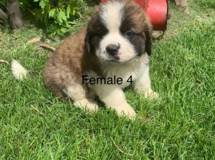 Saint Bernard Puppies For Sale - PetsForHomes