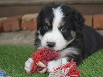 Pedigree Border Collie Pups – Tri-coloured