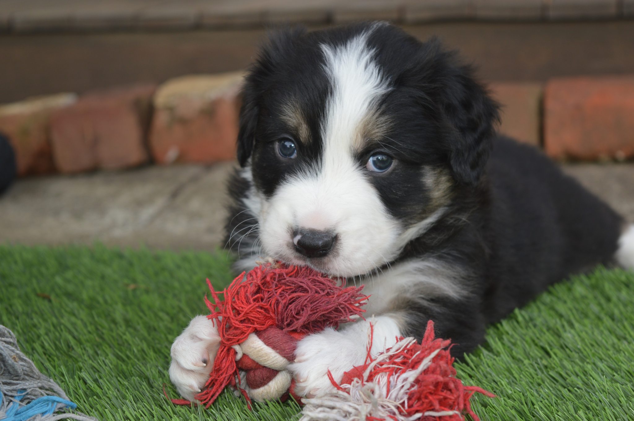 Pedigree Border Collie Pups - Tri-coloured