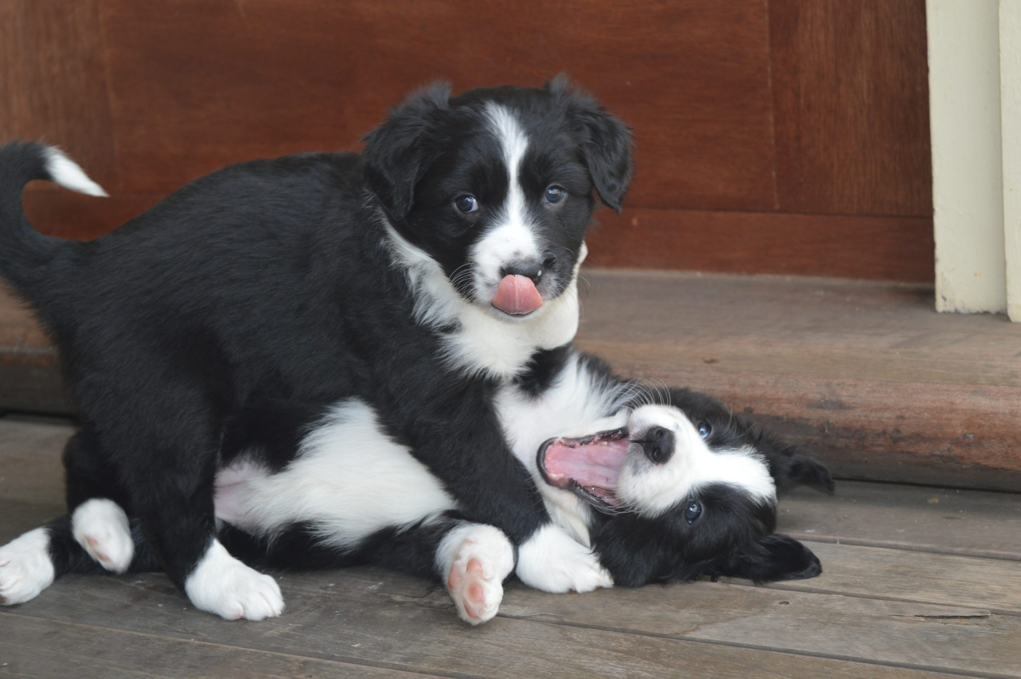 Pedigree Border Collie Pups - Tri-coloured