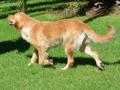 Golden Retriever Female