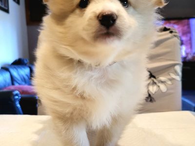 Pomeranian X chihuahua Puppies