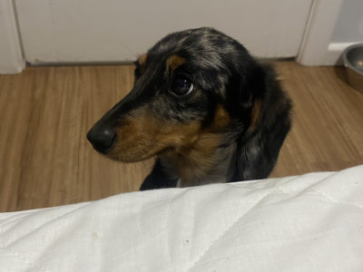 Silver dapple dachshund