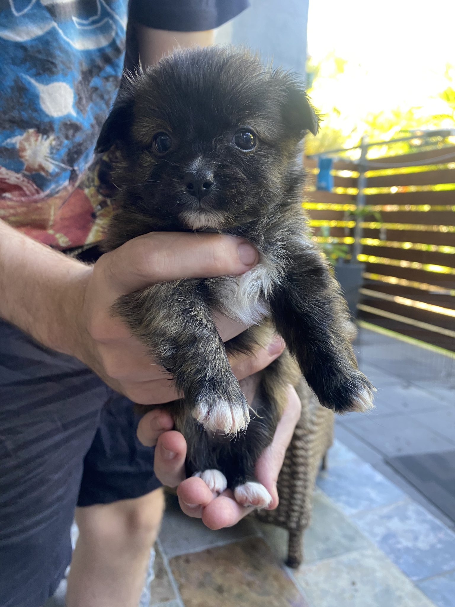 Malchi puppies for sale